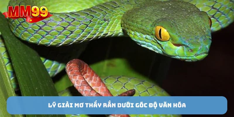 Lý giải mơ thấy rắn dưới góc độ văn hóa